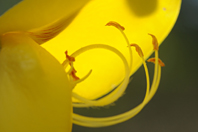 Cytisus striatus Cytisus striatus